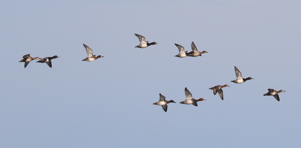 Ring-necked Duck - ML646623668