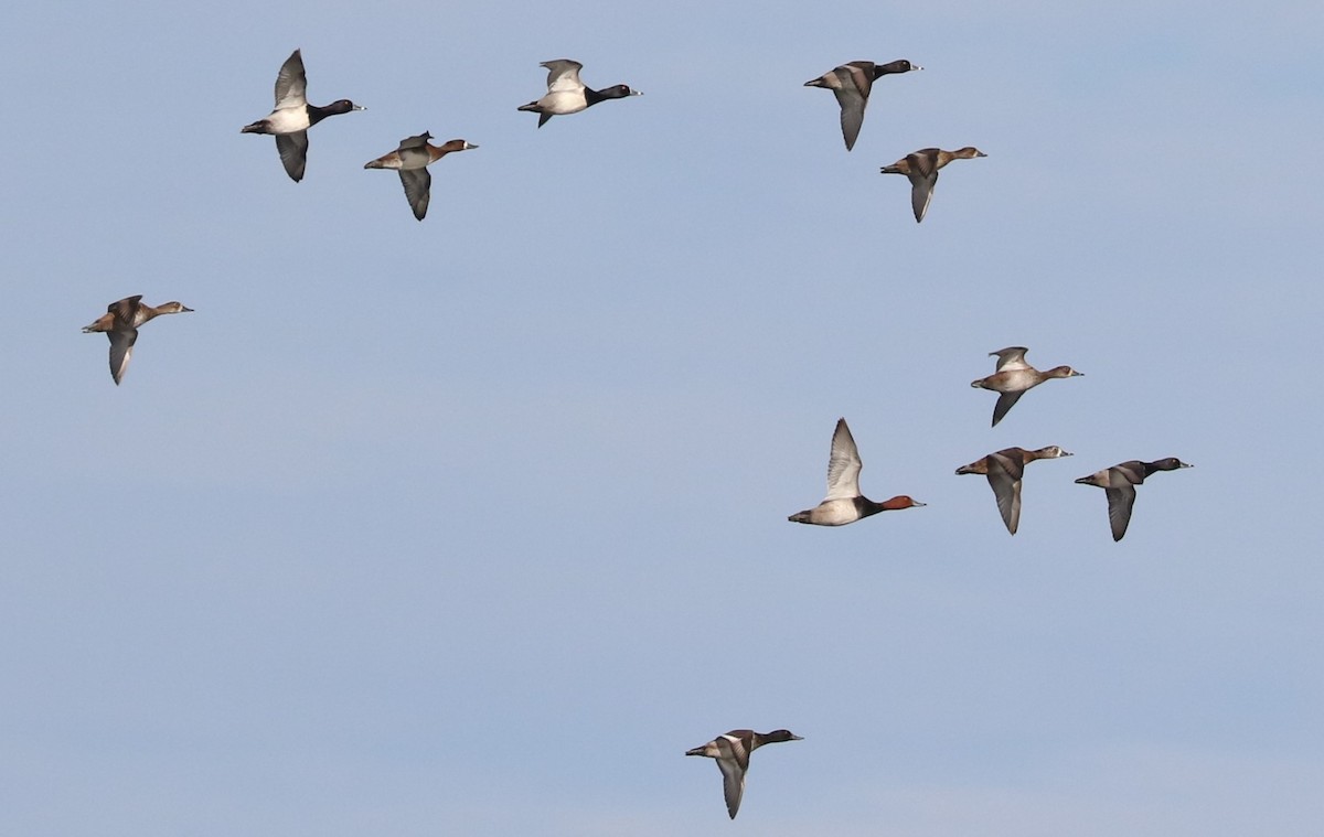 Ring-necked Duck - ML646623669