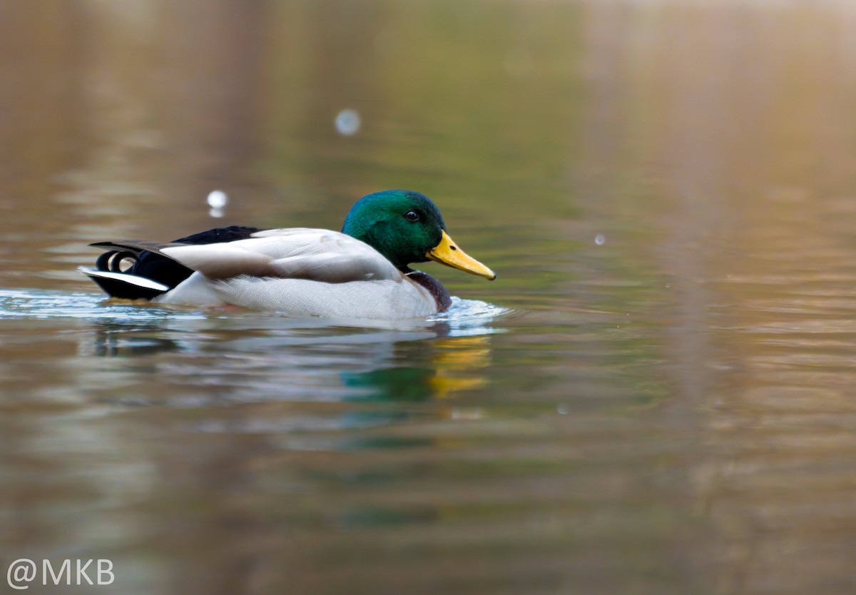 綠頭鴨 - ML646623671