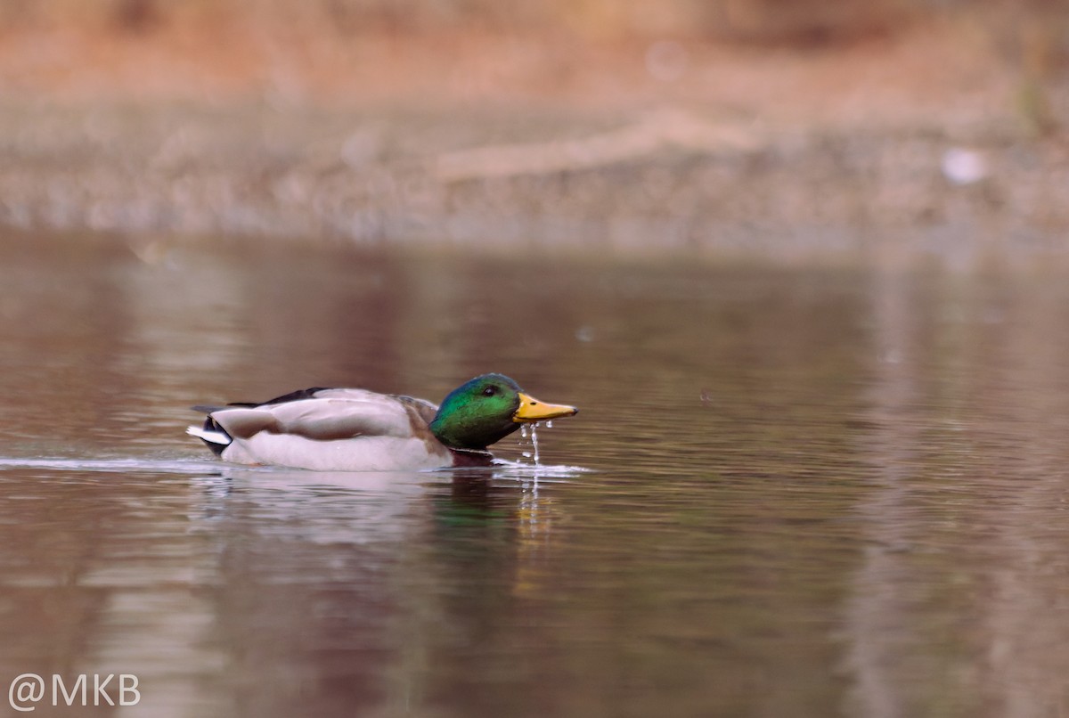 綠頭鴨 - ML646623672