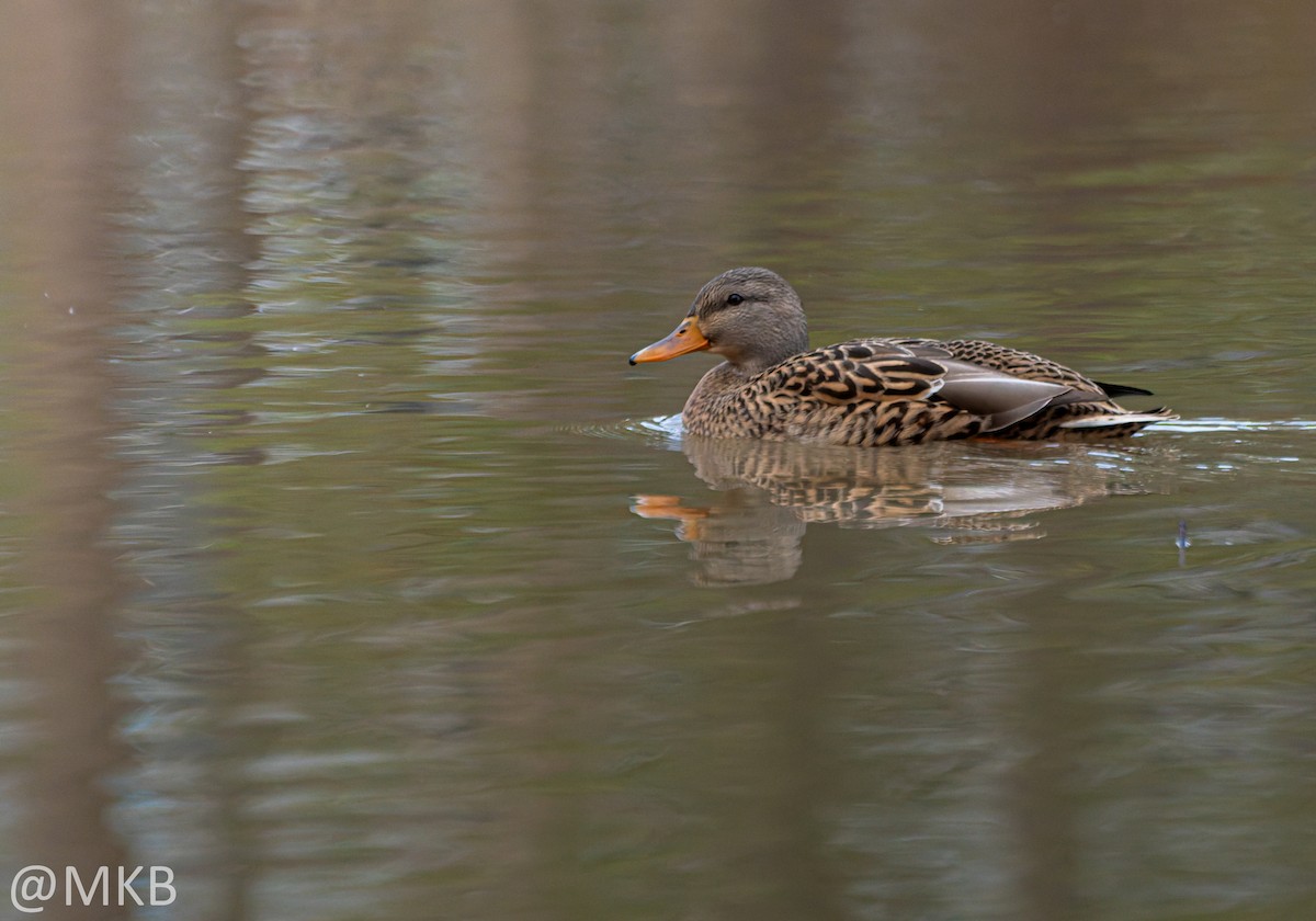 綠頭鴨 - ML646623673