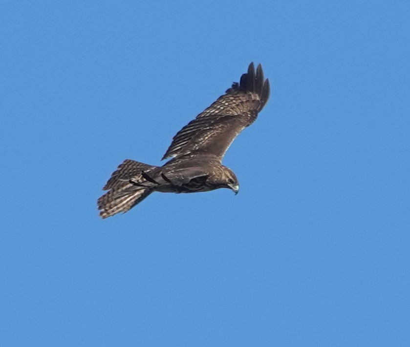 Red-tailed Hawk - ML646623674