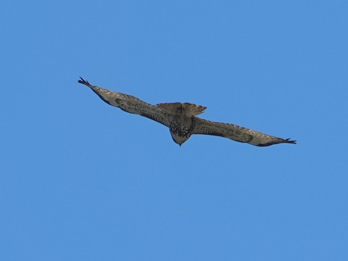 Red-tailed Hawk - ML646623675