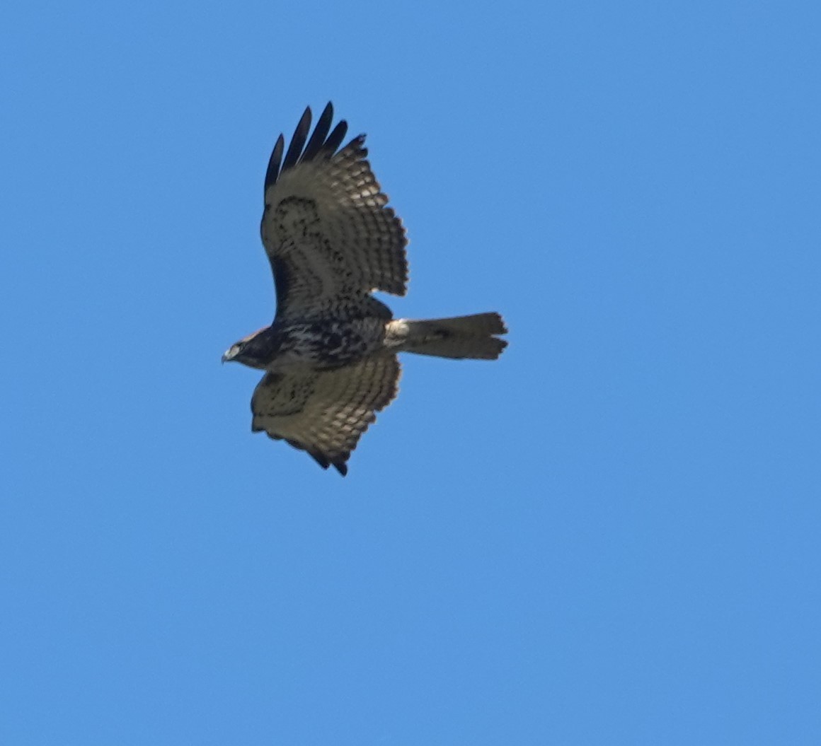 Red-tailed Hawk - ML646623676