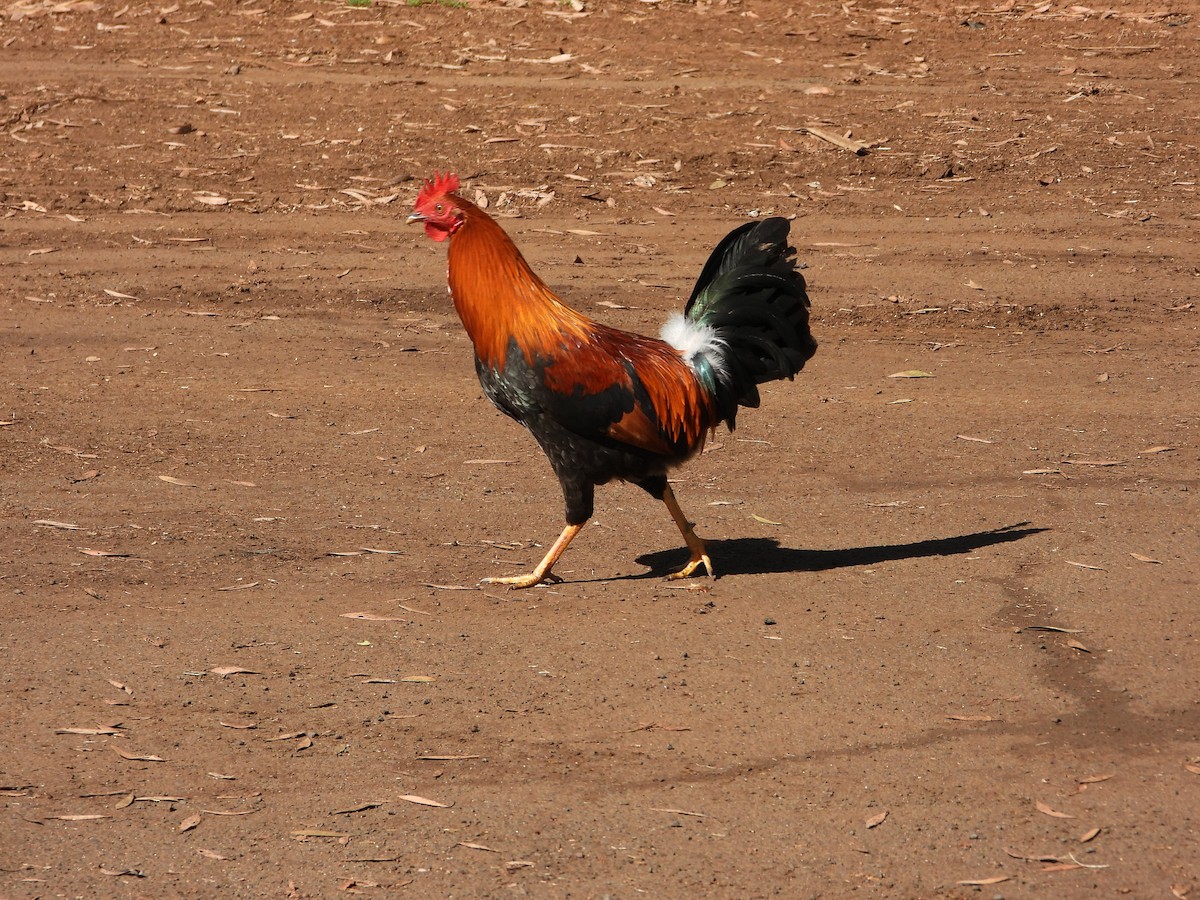 Red Junglefowl (Domestic type) - ML646623677