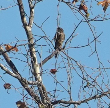 灰背隼 - ML646623678