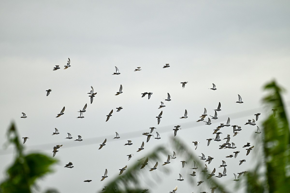 Rock Pigeon (Feral Pigeon) - ML646623680