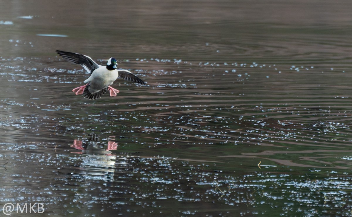 Bufflehead - ML646623681