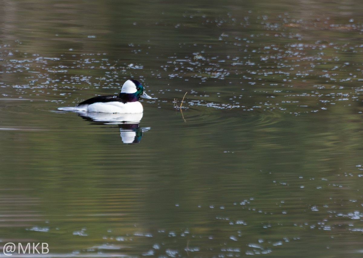 Bufflehead - ML646623682