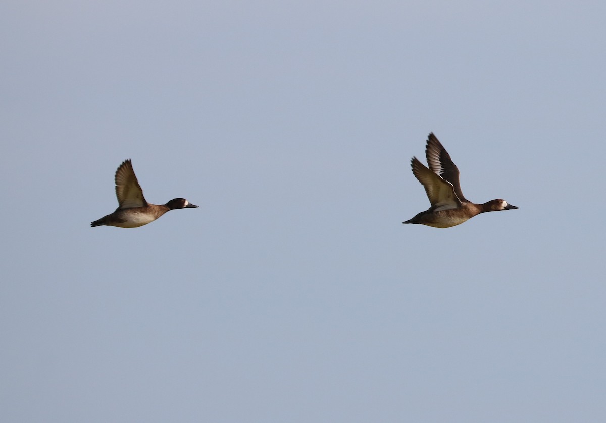 Lesser Scaup - ML646623685