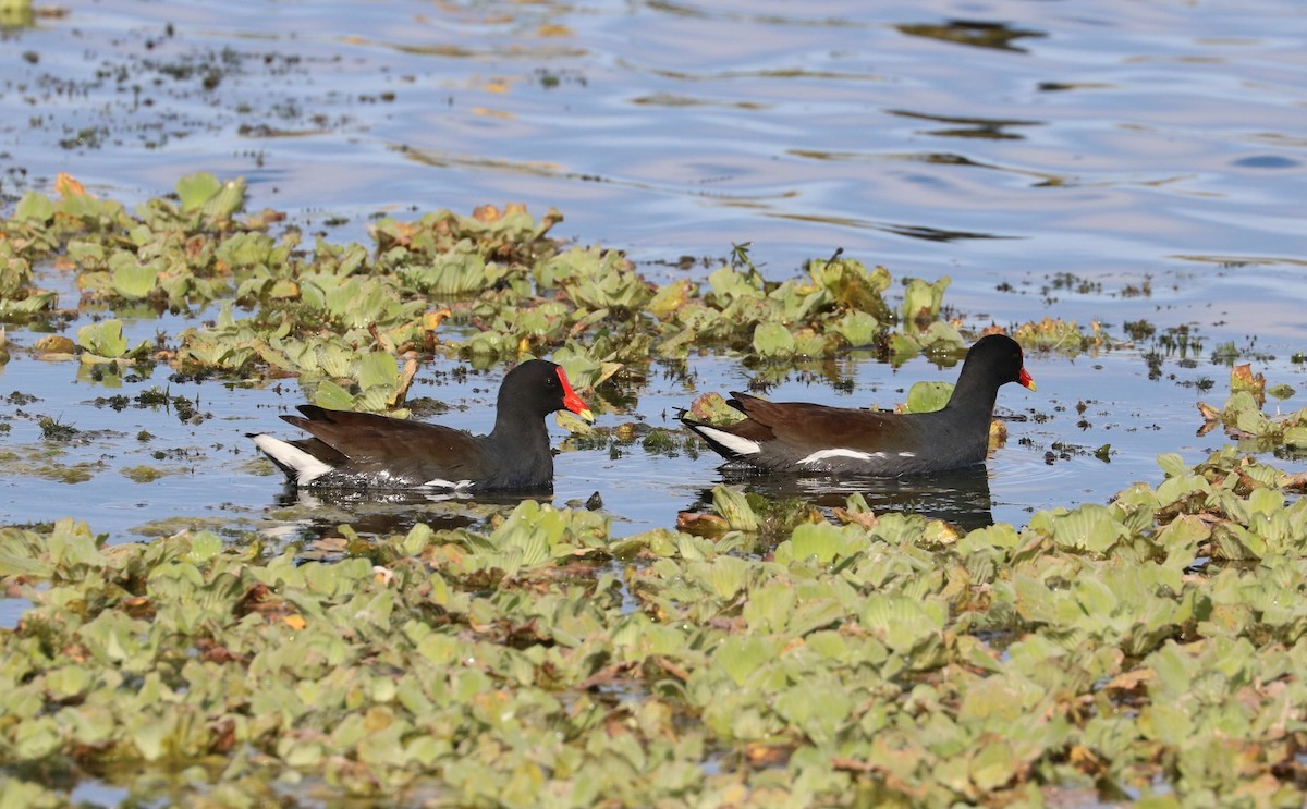 Common Gallinule - ML646623687