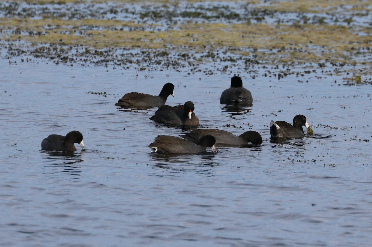 American Coot - ML646623689