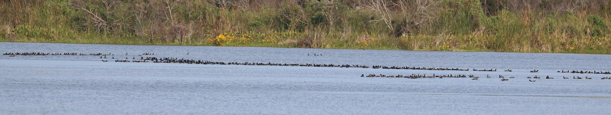 American Coot - ML646623690