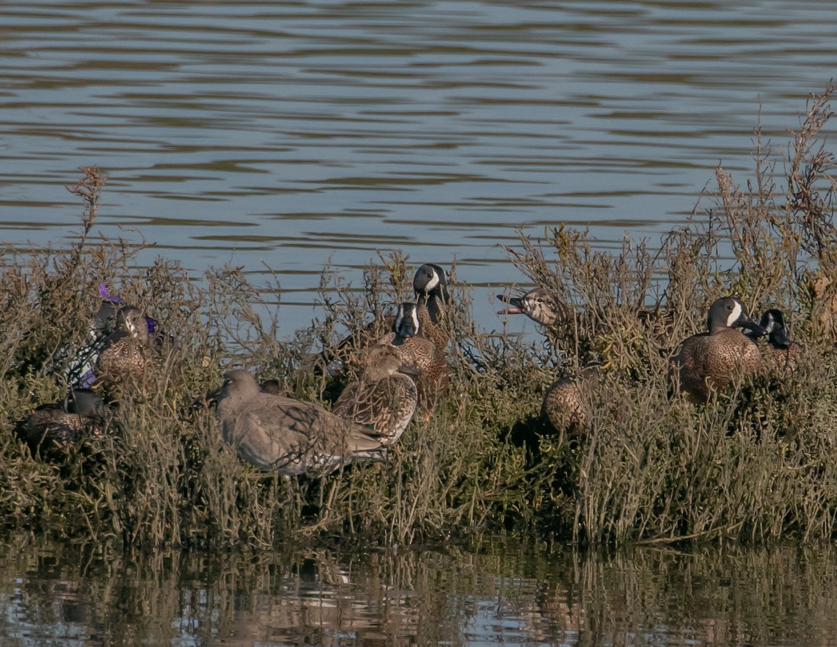 Blue-winged Teal - ML646623692