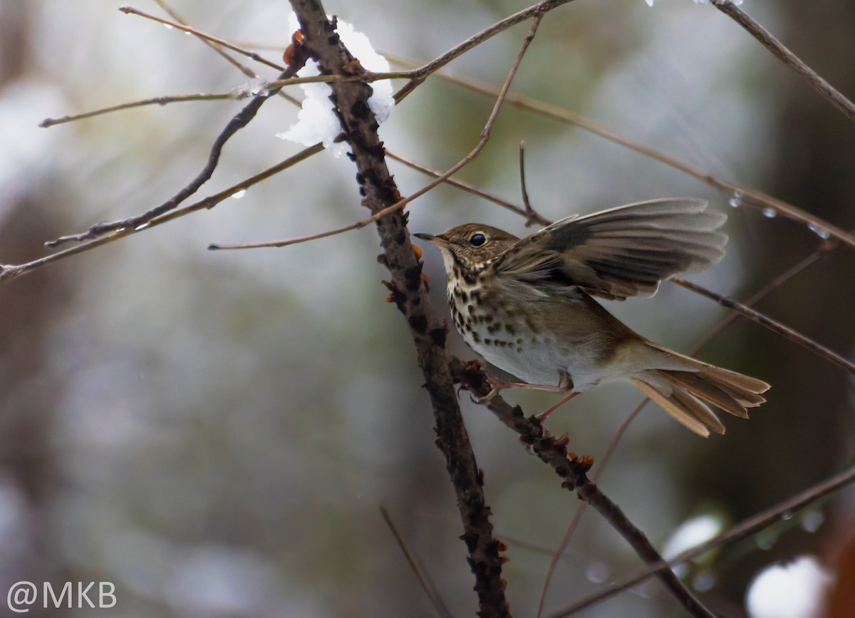 Hermit Thrush - ML646623694