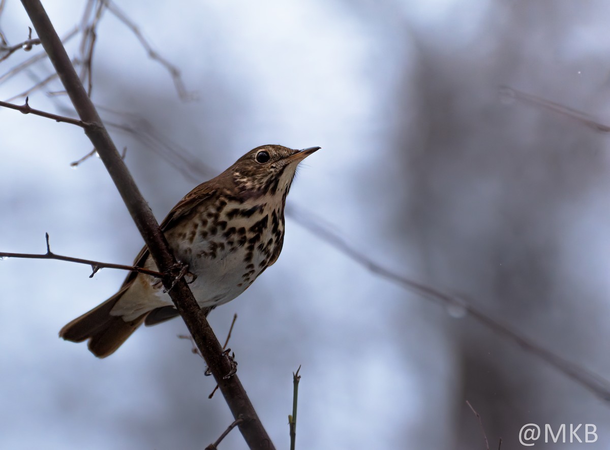 Hermit Thrush - ML646623695