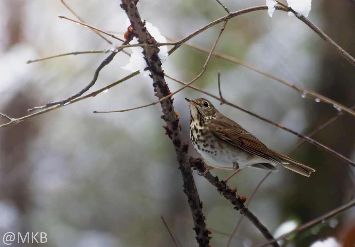 Hermit Thrush - ML646623696