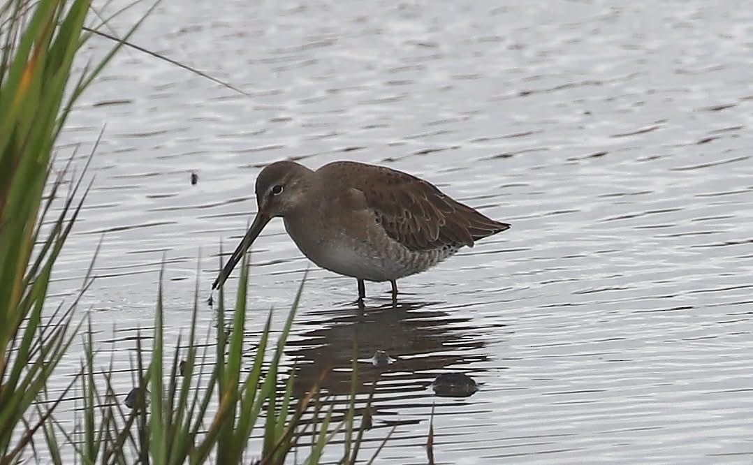 Long-billed Dowitcher - ML646623697