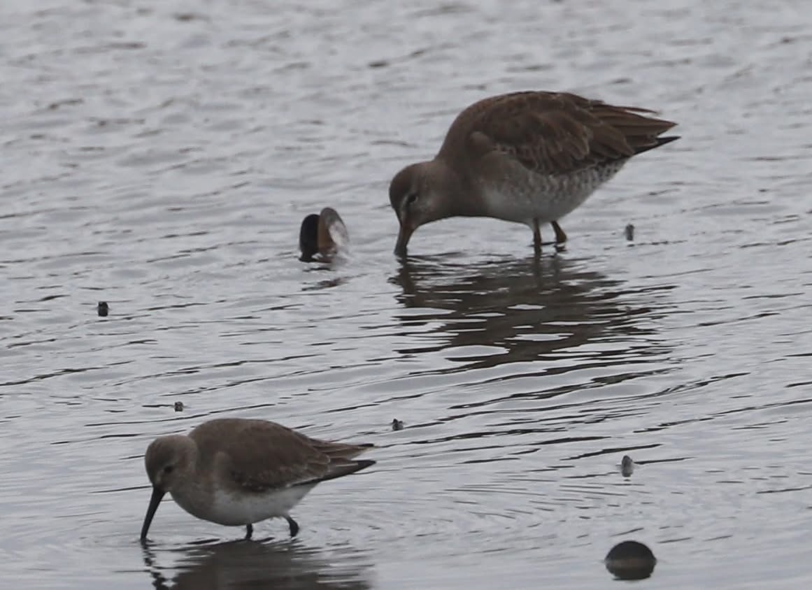 Long-billed Dowitcher - ML646623698