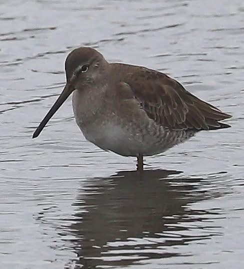 Long-billed Dowitcher - ML646623699