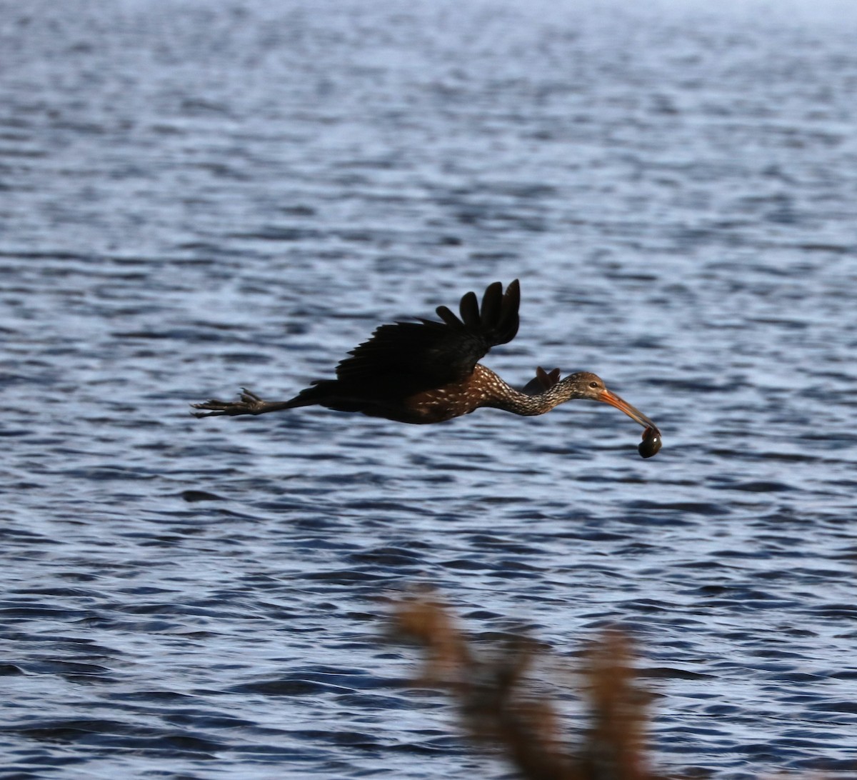 Limpkin - ML646623700