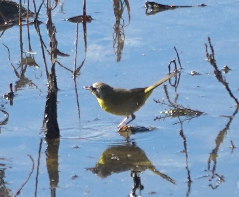 Common Yellowthroat - ML646623701