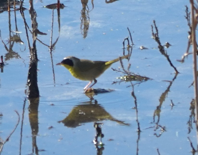 Common Yellowthroat - ML646623702