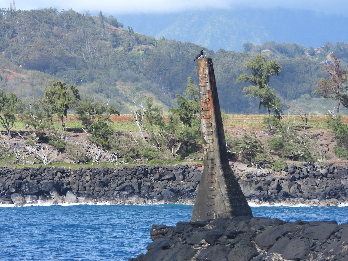 Brown Booby - ML646623703
