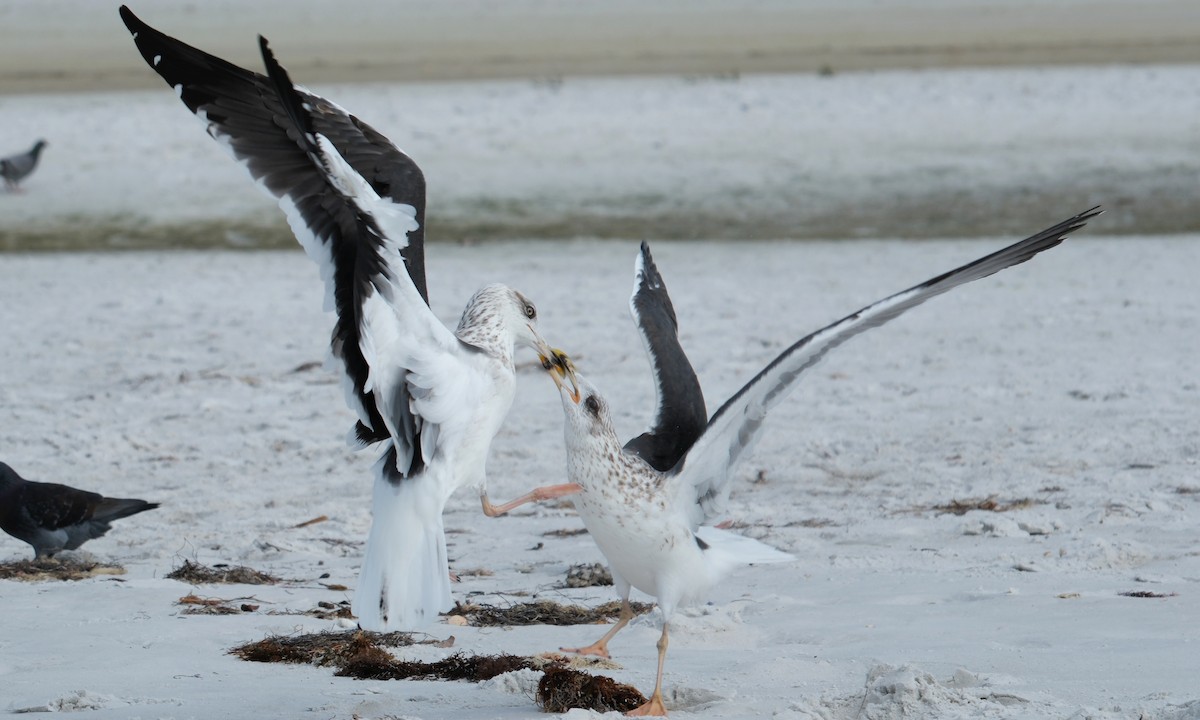 Lesser Black-backed Gull - ML646623704