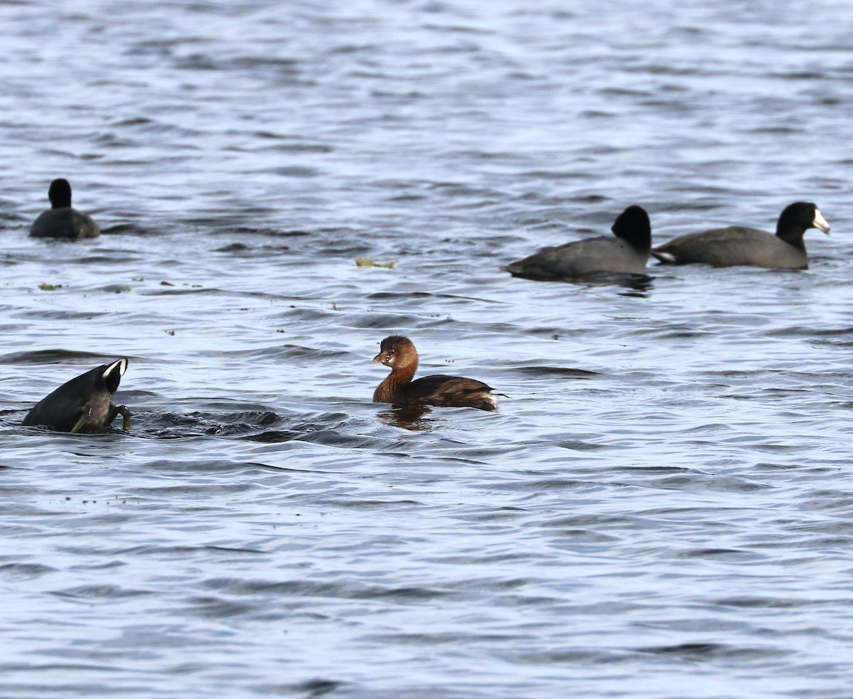 Pied-billed Grebe - ML646623706