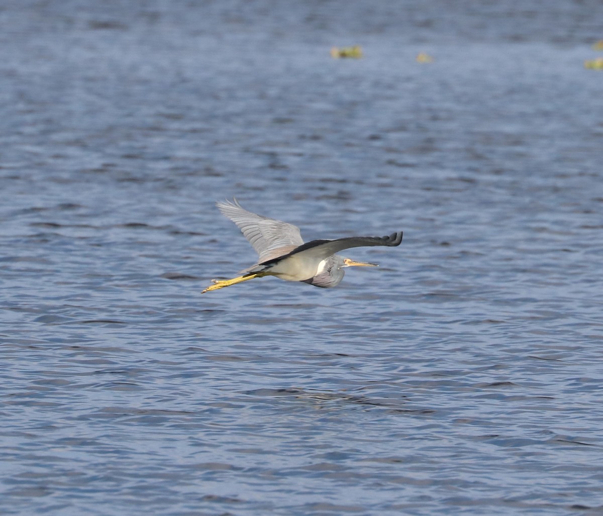 Tricolored Heron - ML646623709