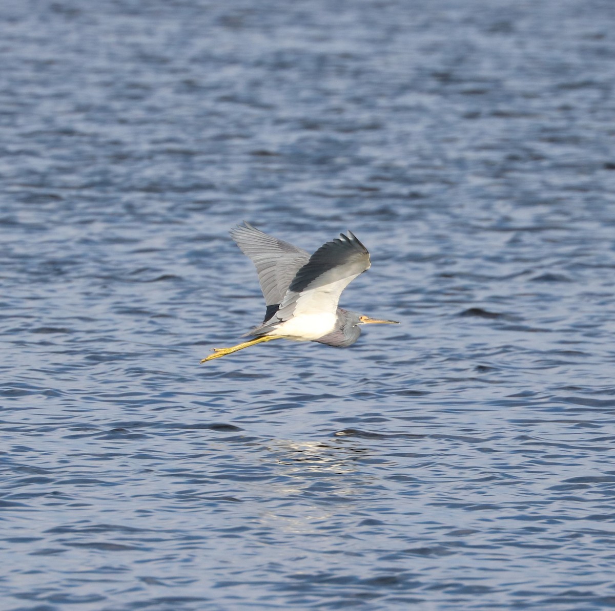Tricolored Heron - ML646623710