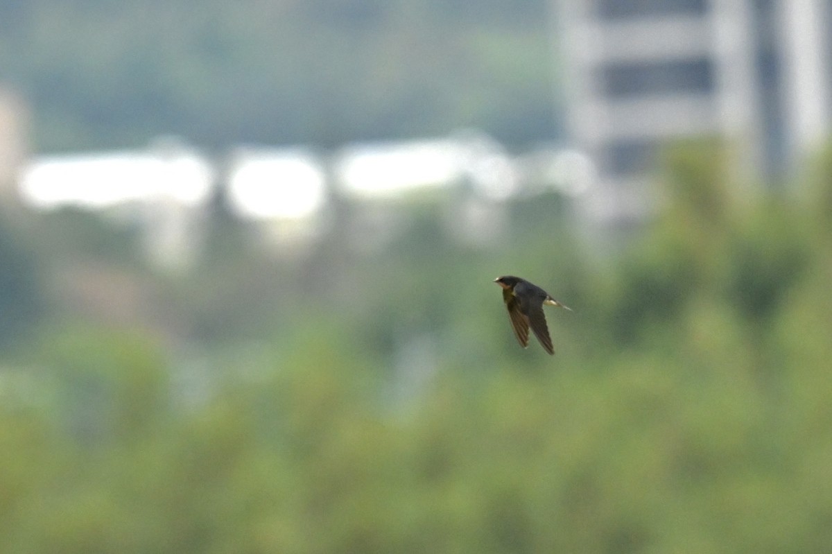 Barn Swallow - ML646623711