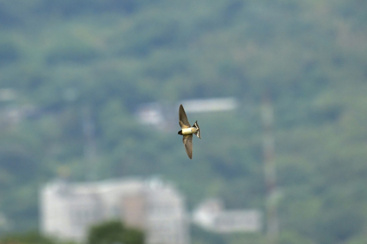 Barn Swallow - ML646623712