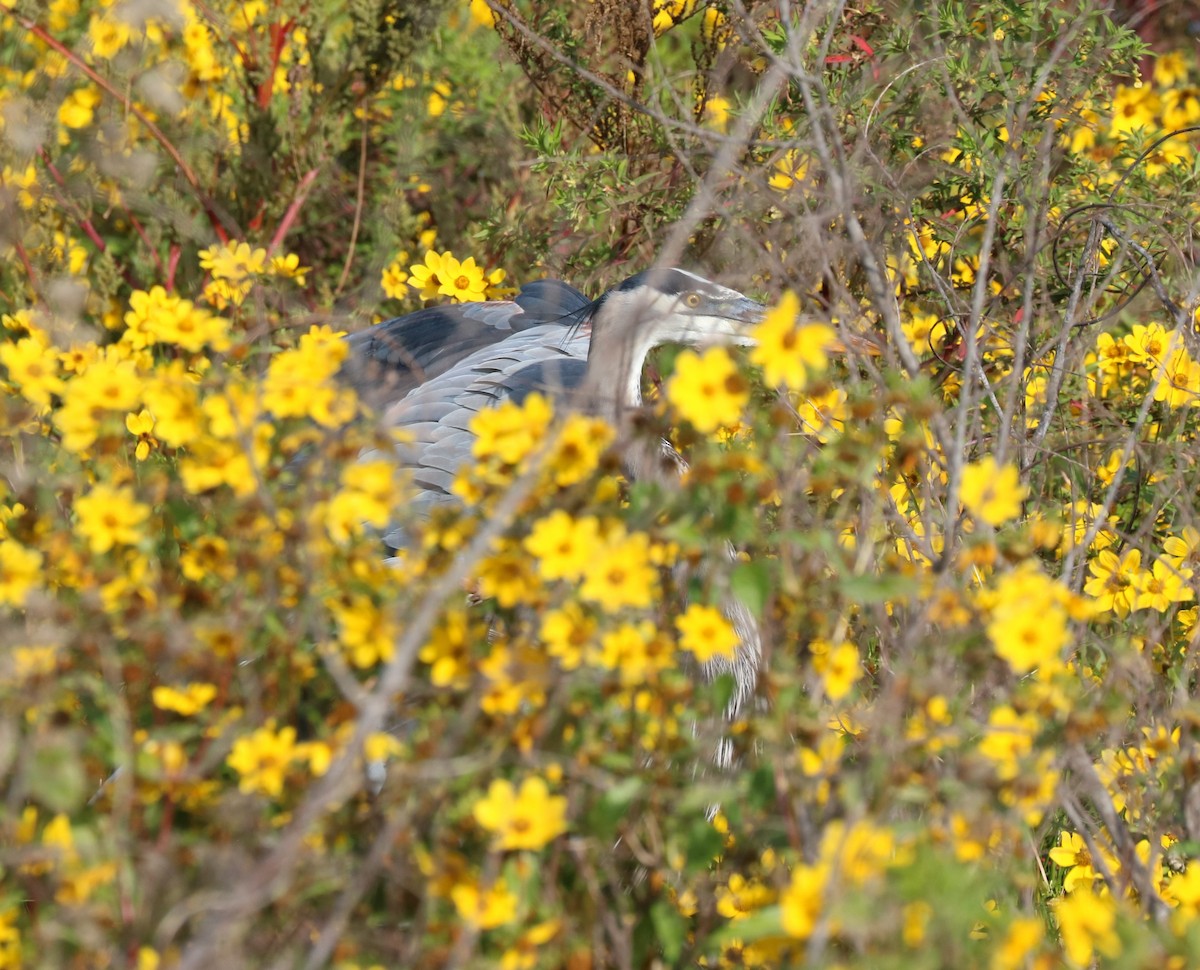 Great Blue Heron (Great Blue) - ML646623713