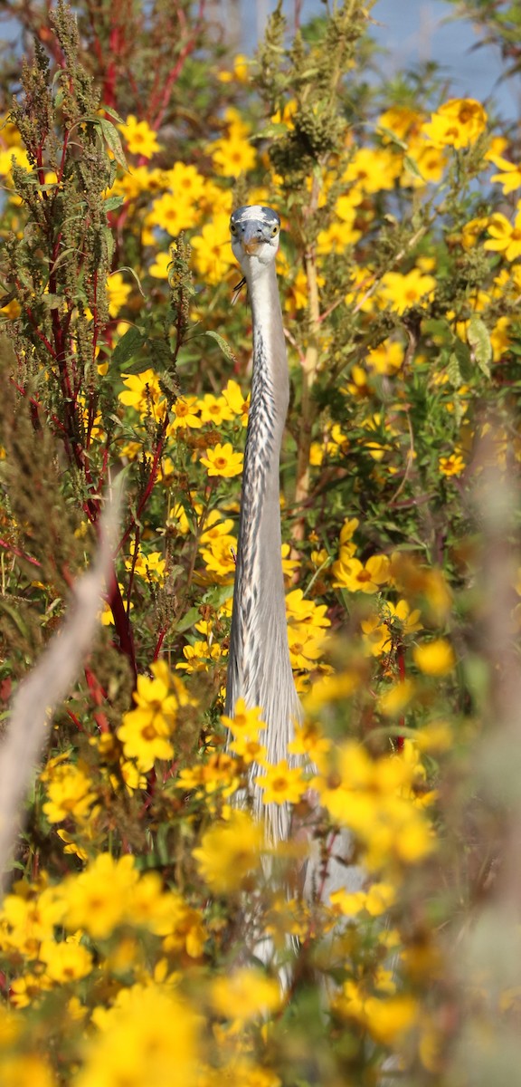 Great Blue Heron (Great Blue) - ML646623714