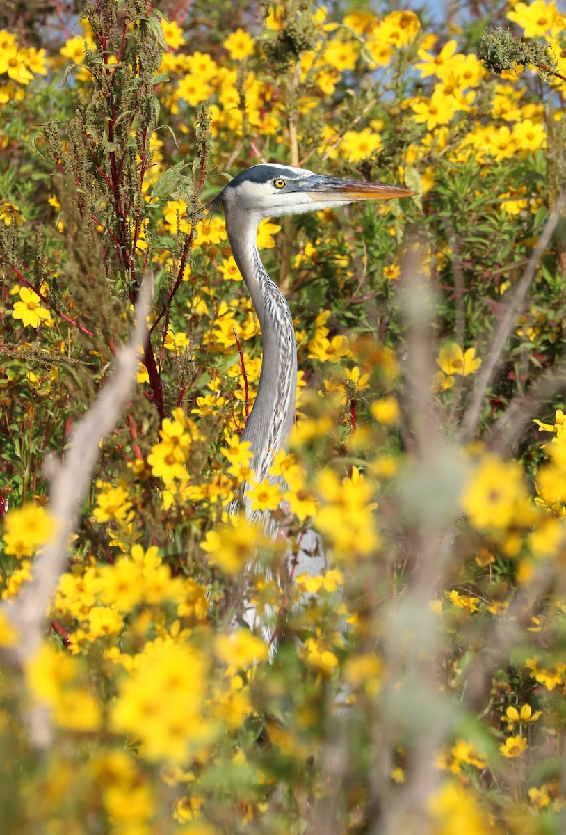 Great Blue Heron (Great Blue) - ML646623715