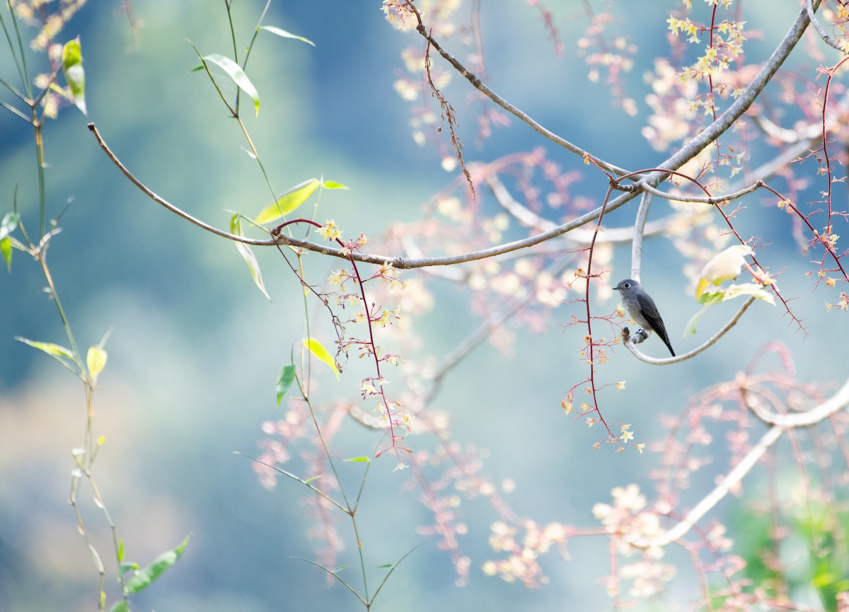 Sibirya Sinekkapanı - ML646623717