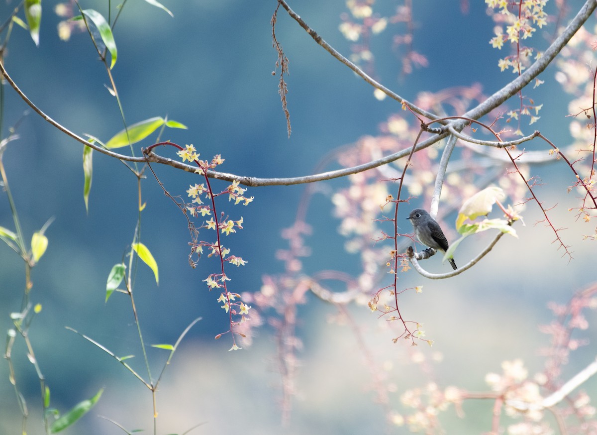 Sibirya Sinekkapanı - ML646623718