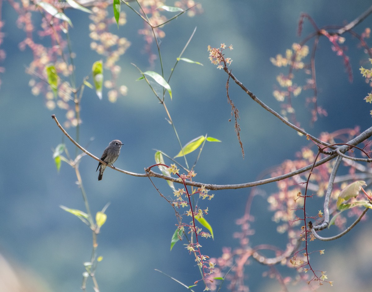 Sibirya Sinekkapanı - ML646623719