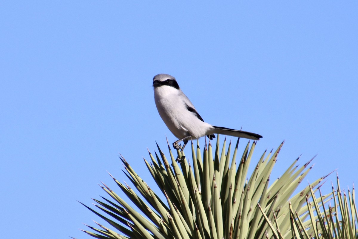 amerikavarsler - ML646623721