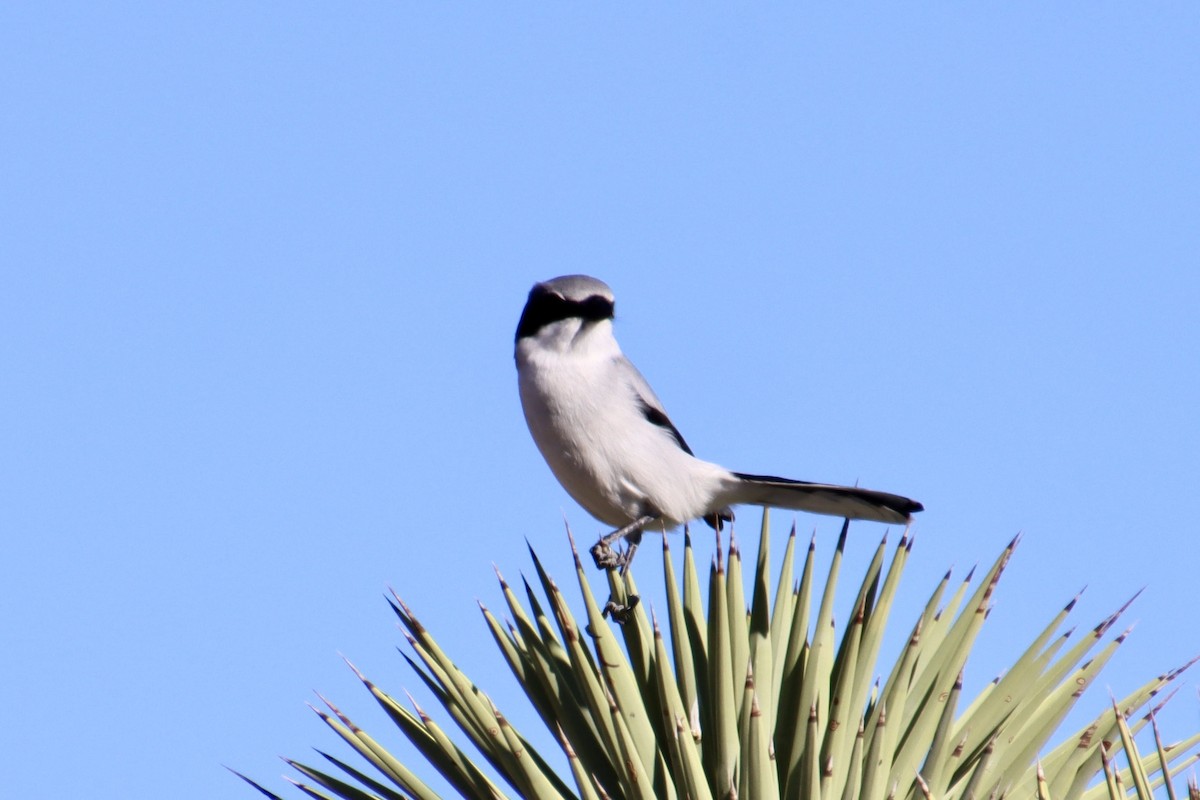 amerikavarsler - ML646623722