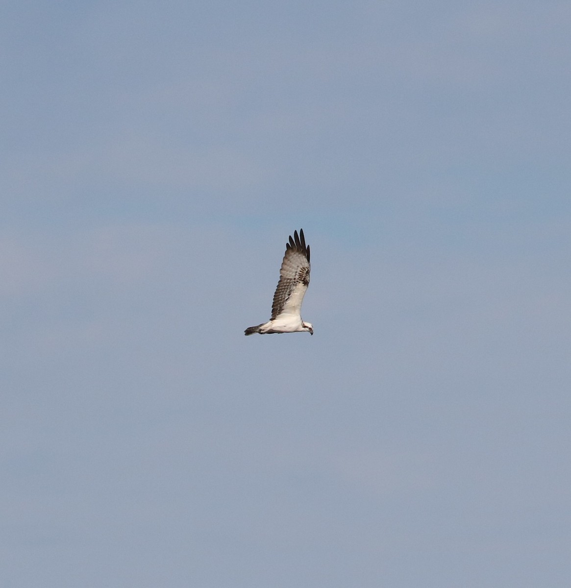 Osprey - ML646623723