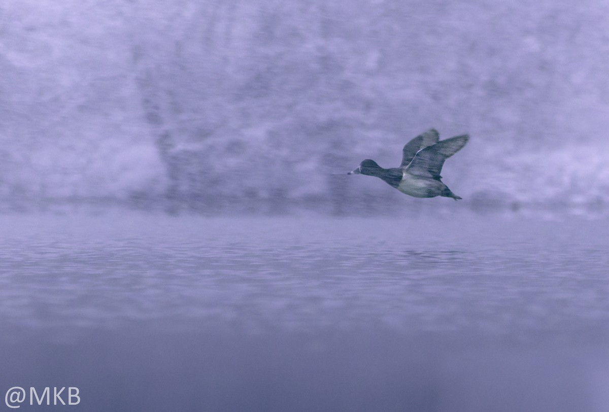 Halkalı Patka - ML646623726