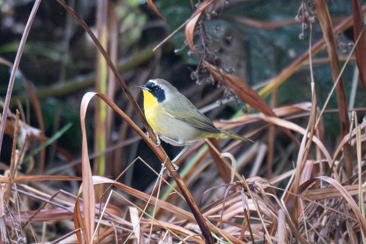 Paruline masquée - ML646623727