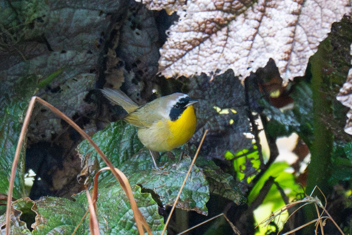 Paruline masquée - ML646623728