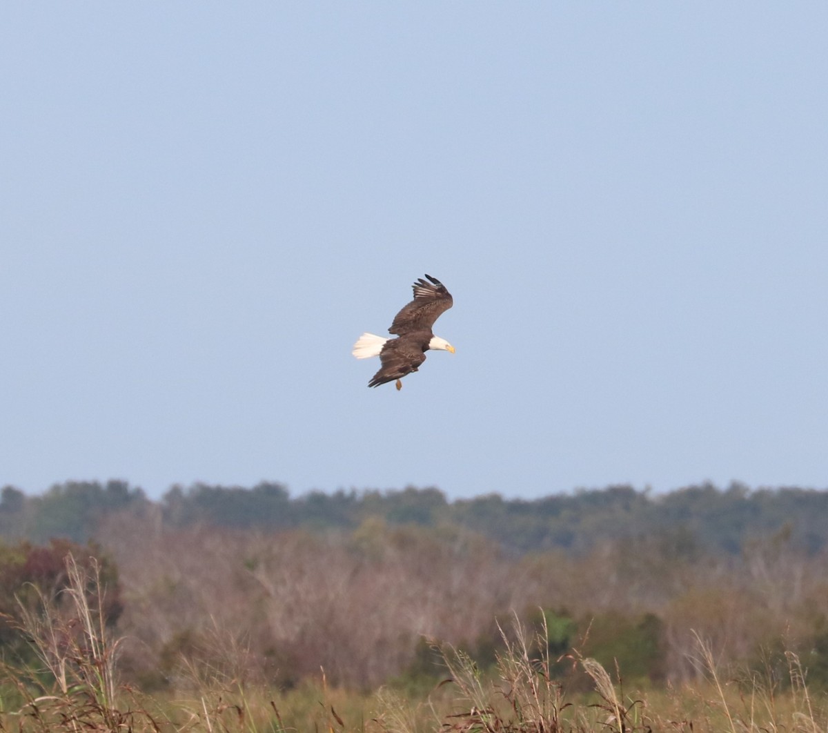 Bald Eagle - ML646623730