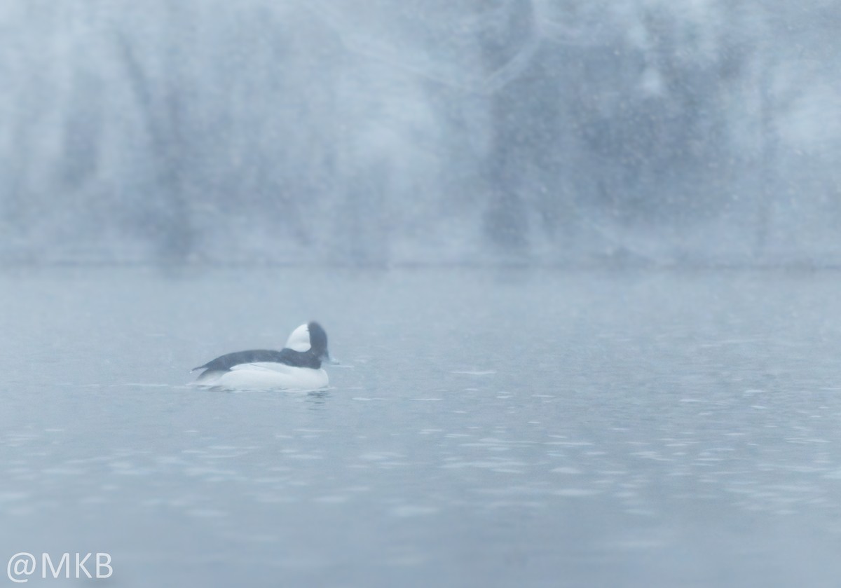 Ak Yanaklı Ördek - ML646623731