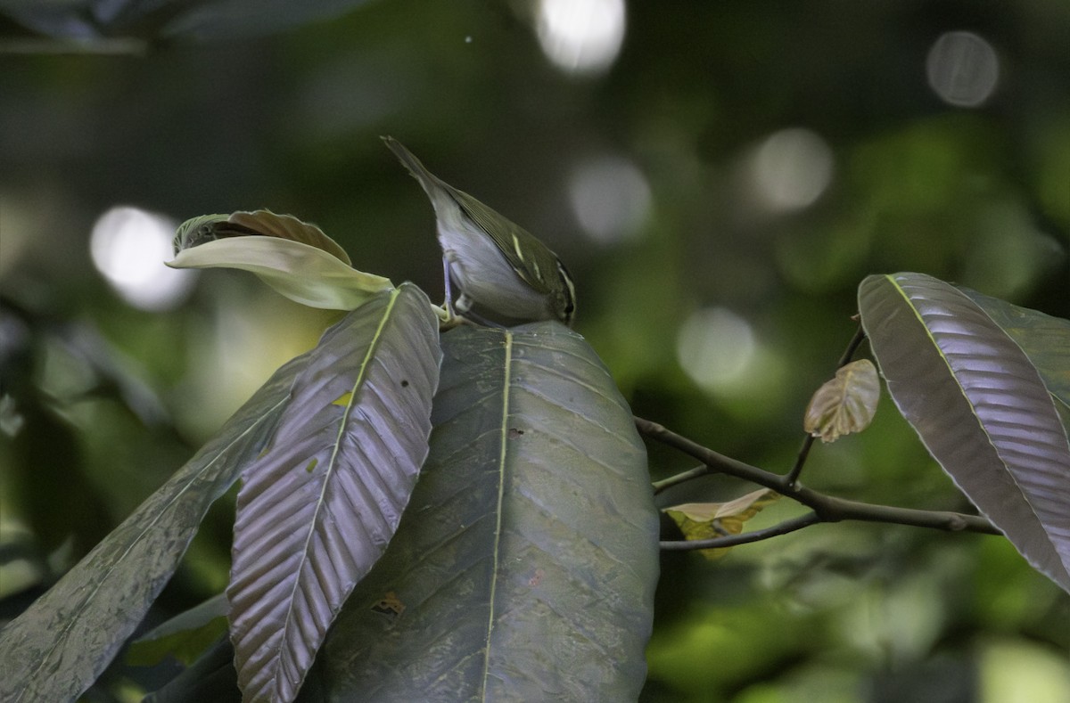 Вівчарик рододендровий/широкобровий/низинний - ML646623733