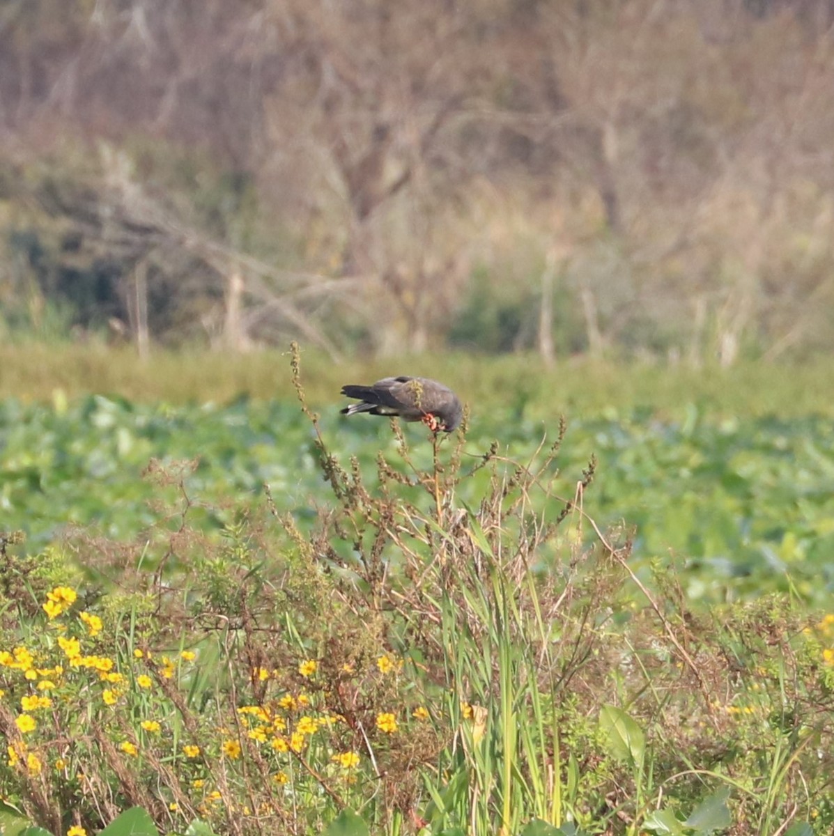 Snail Kite - ML646623735